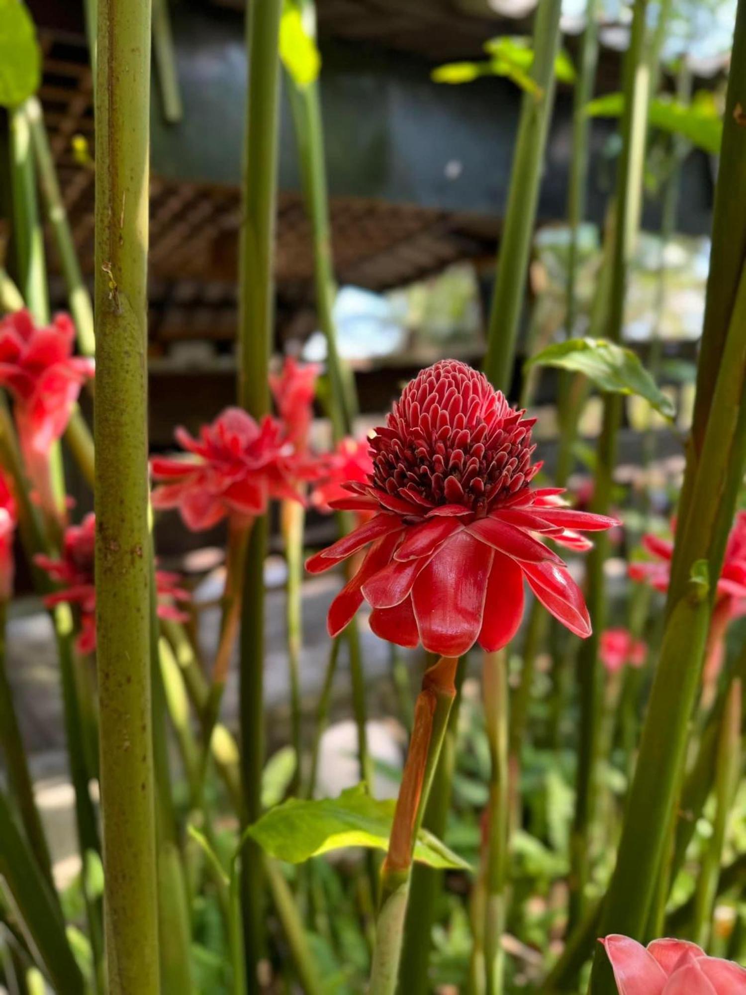 Greenheart Garden View Camp Phuket カタビーチ エクステリア 写真