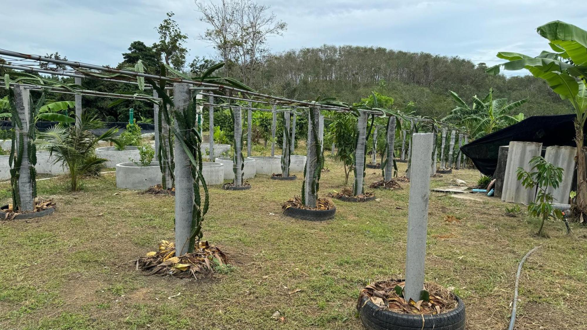 Greenheart Garden View Camp Phuket カタビーチ エクステリア 写真