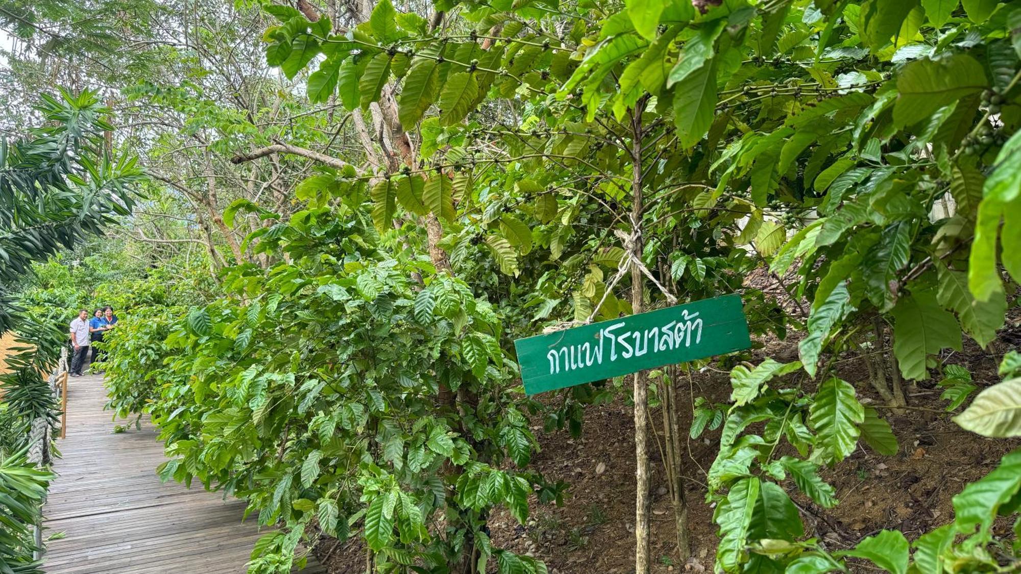 Greenheart Garden View Camp Phuket カタビーチ エクステリア 写真